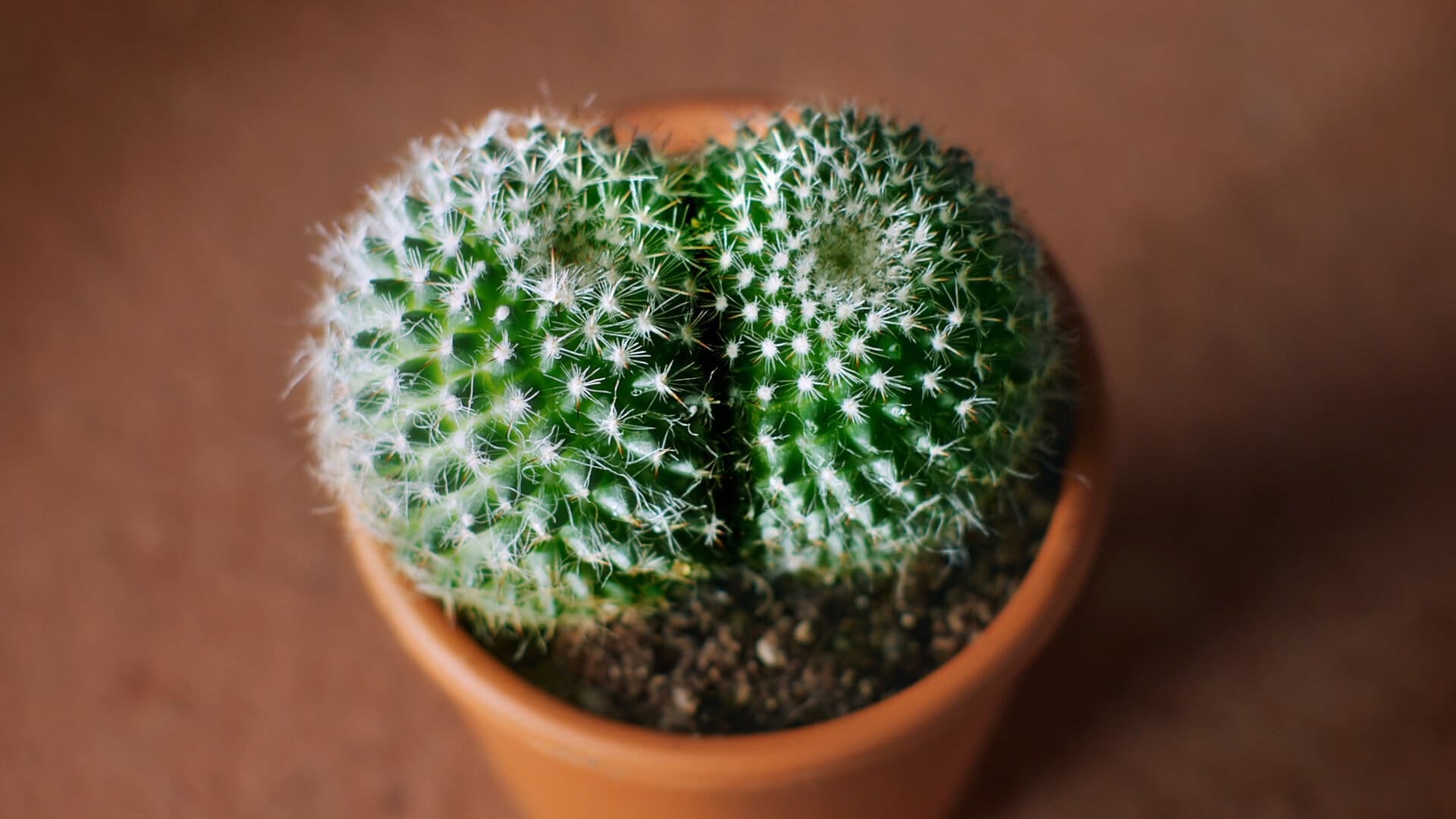 Anusol photo of Cactus that looks like a bum